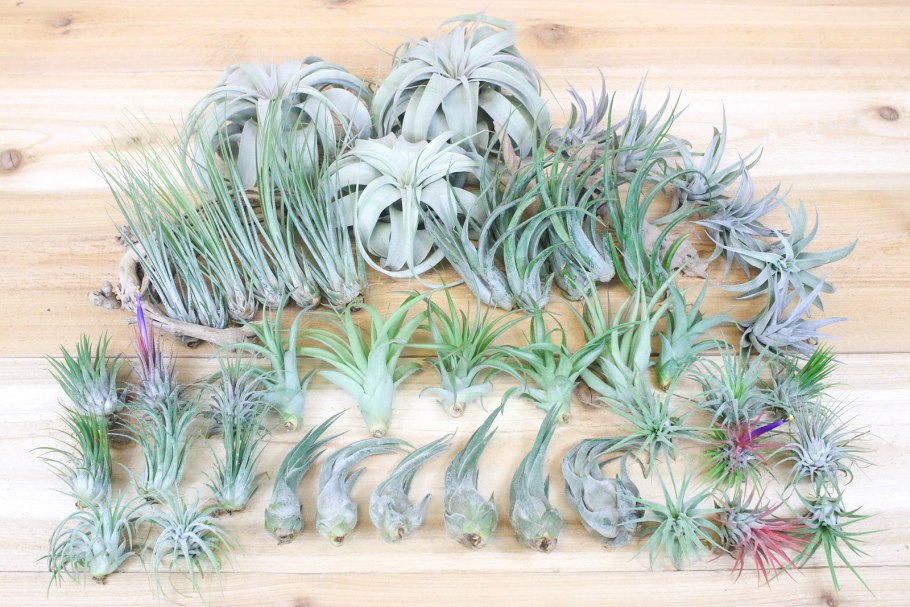 Тилландсия на дереве