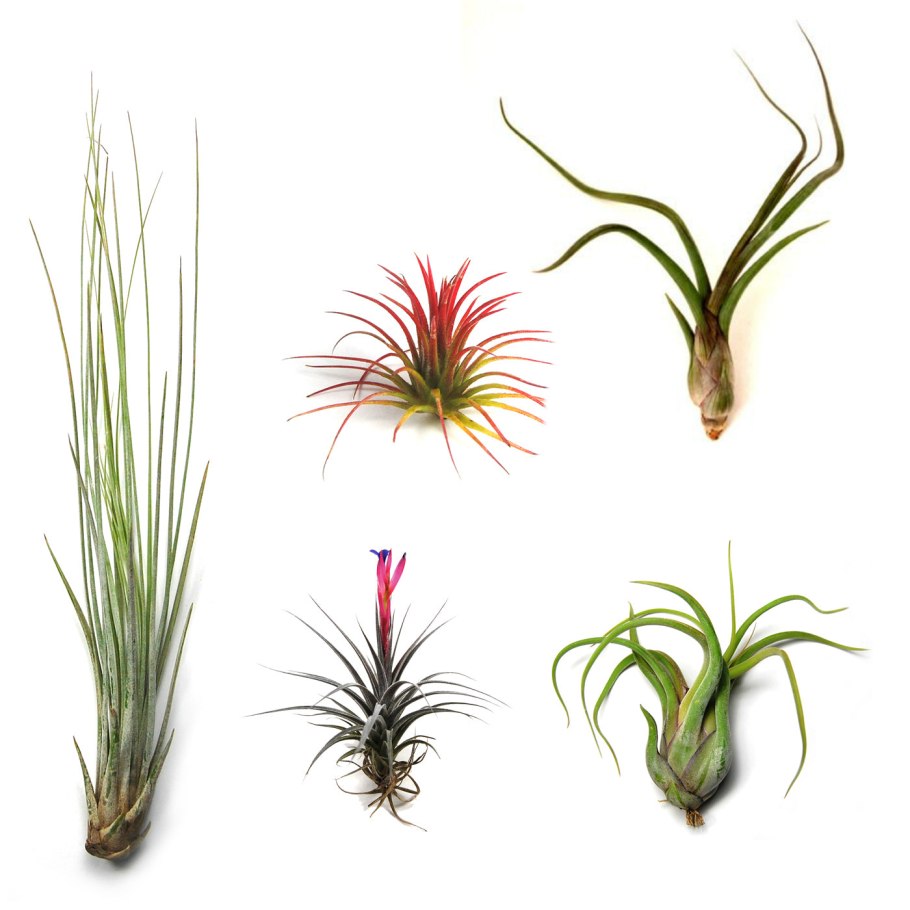 Южная галловая нематода