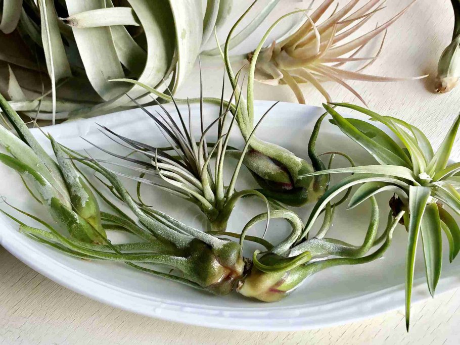 Тилландсия корни