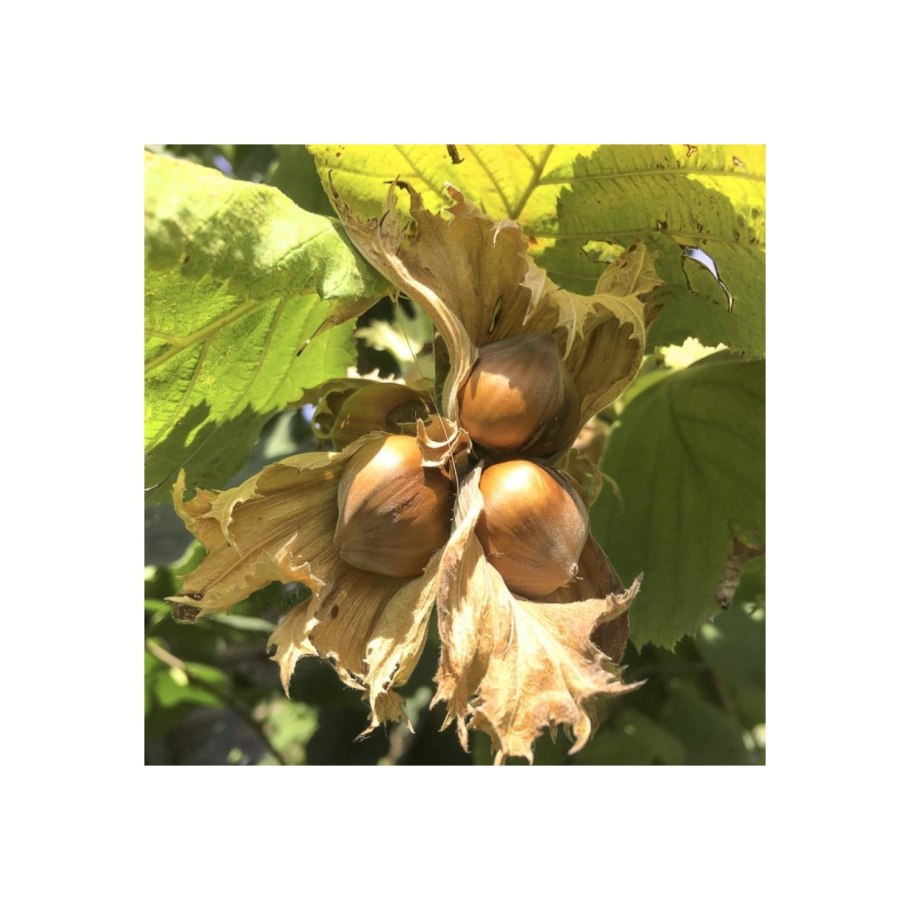 Лещина обыкновенная (Лесной орех)