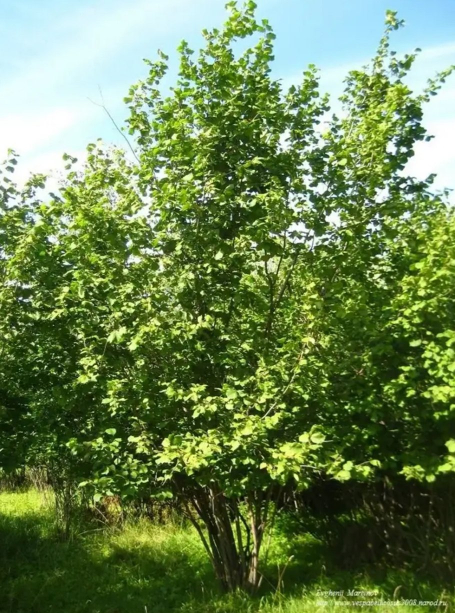 Лещина обыкновенная (Corylus avellana)