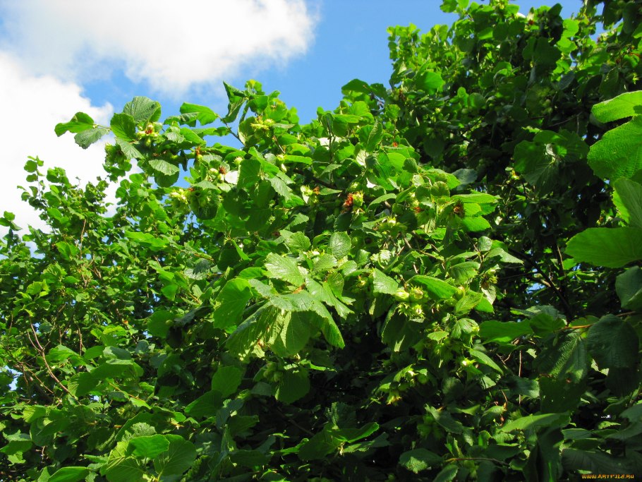 Лещина обыкновенная орешник