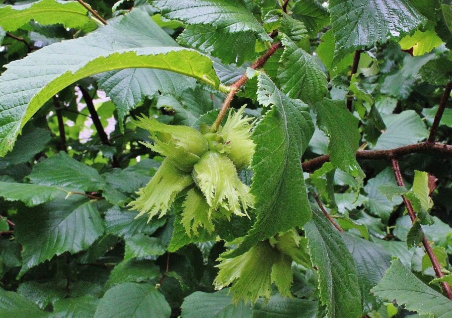 Лещина обыкновенная (Corylus avellana)