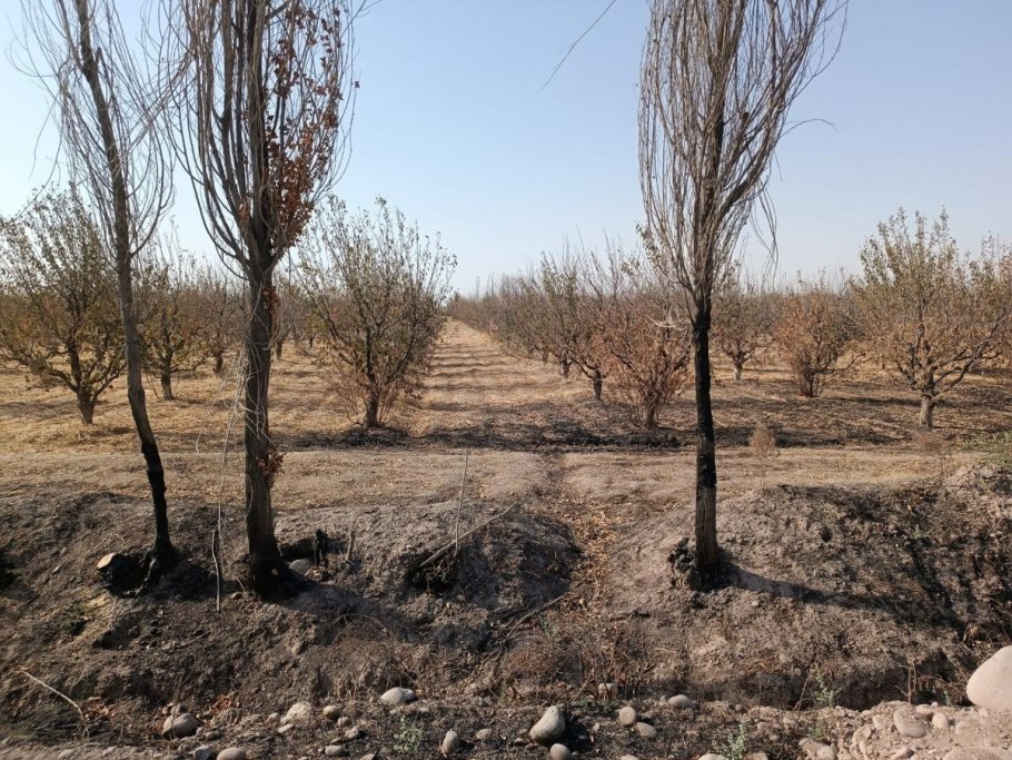 Новый узбекистан парк