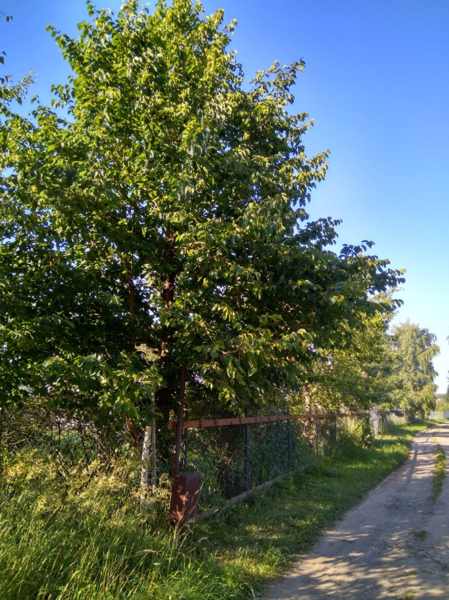 Орешник грецкий дерево