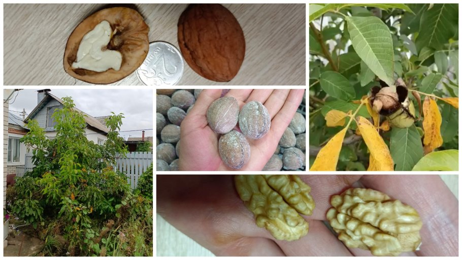 Орех грецкий селекционер