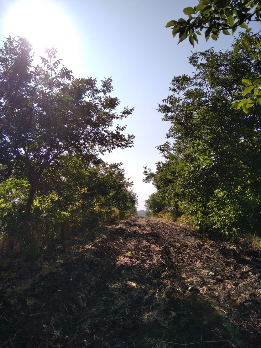 Лещина Колхидская