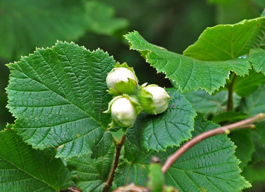 Лещина обыкновенная (Corylus avellana)