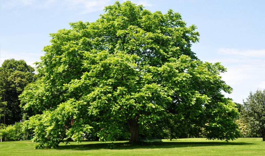 Каштан дерево