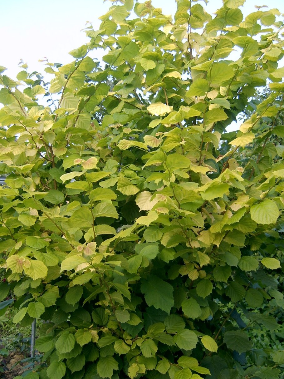 Лесной орех лещина