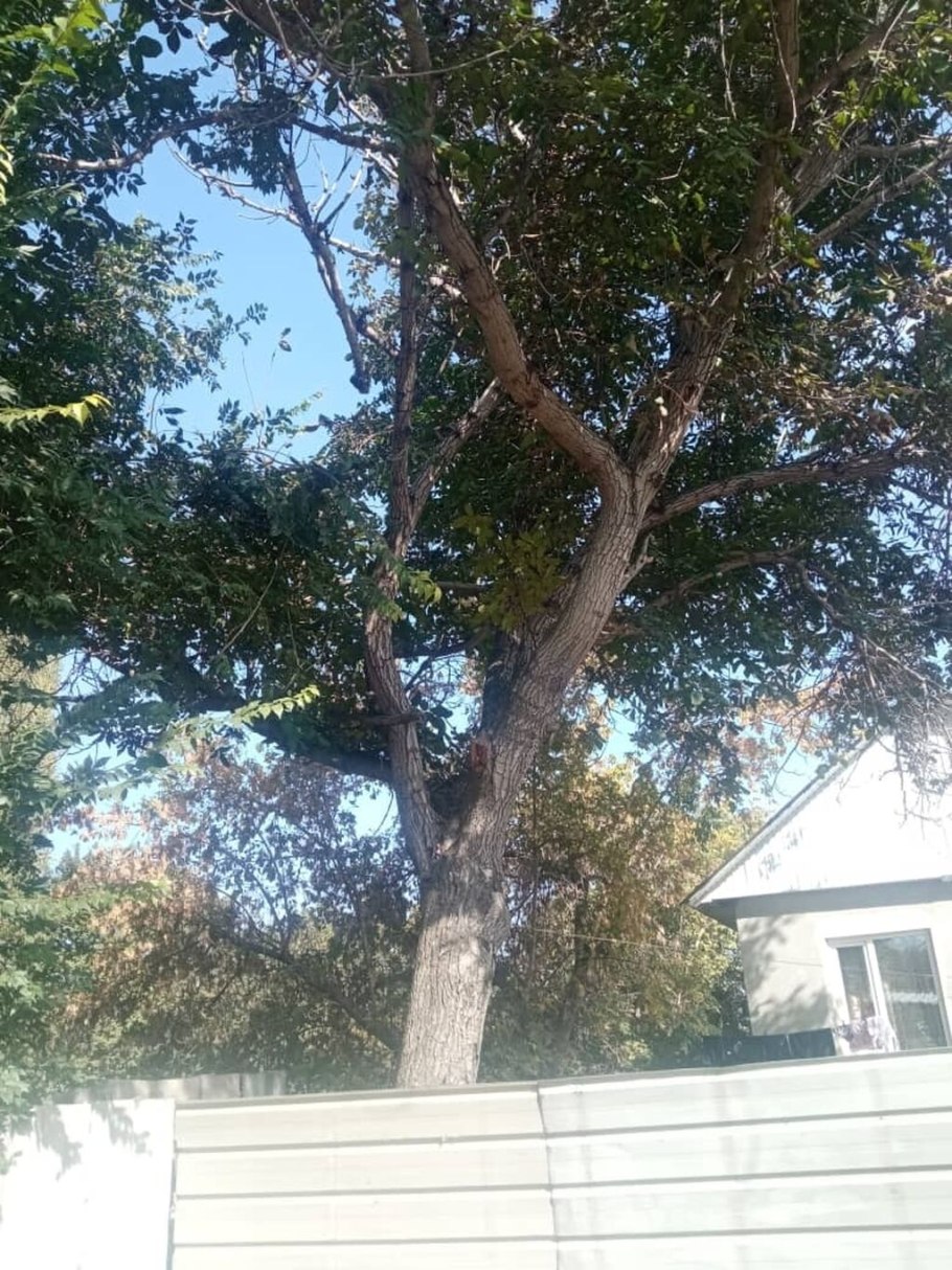 Дерево орех