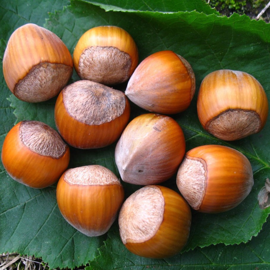 Лесной орех дерево орешник