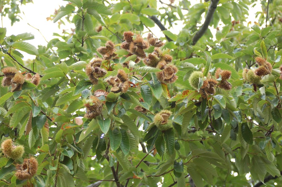 Орех серый (Juglans cinerea l.)