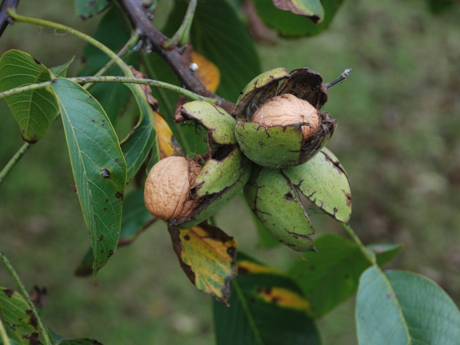 Орех грецкий (juglans regia)