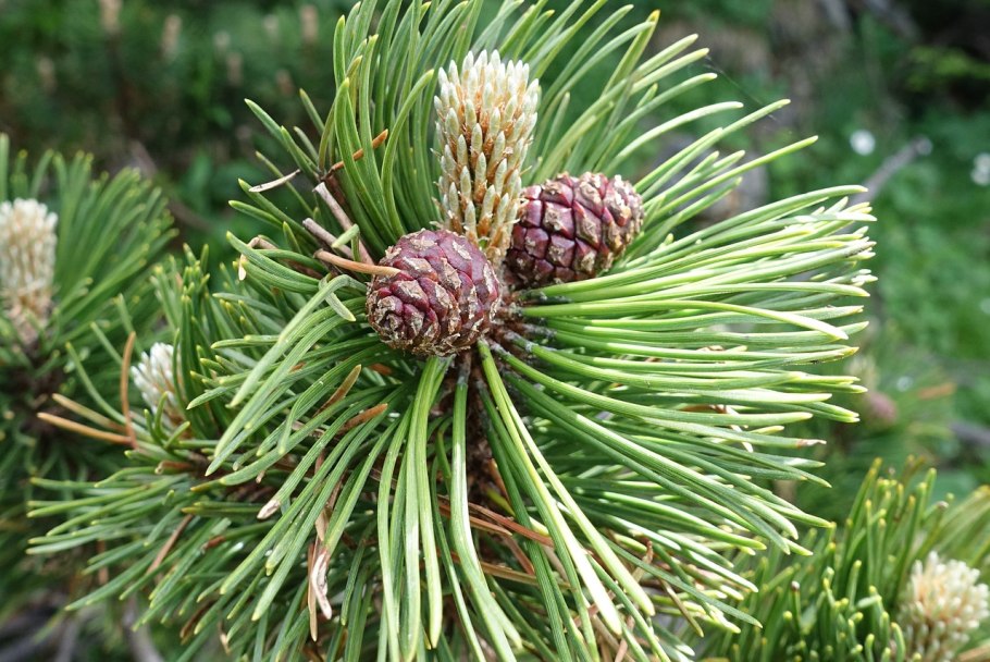 Pinus mugo 'grześ'