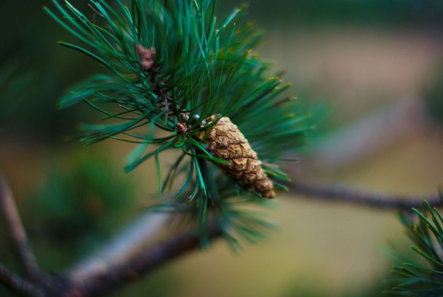 Пихта бальзамическая шишки