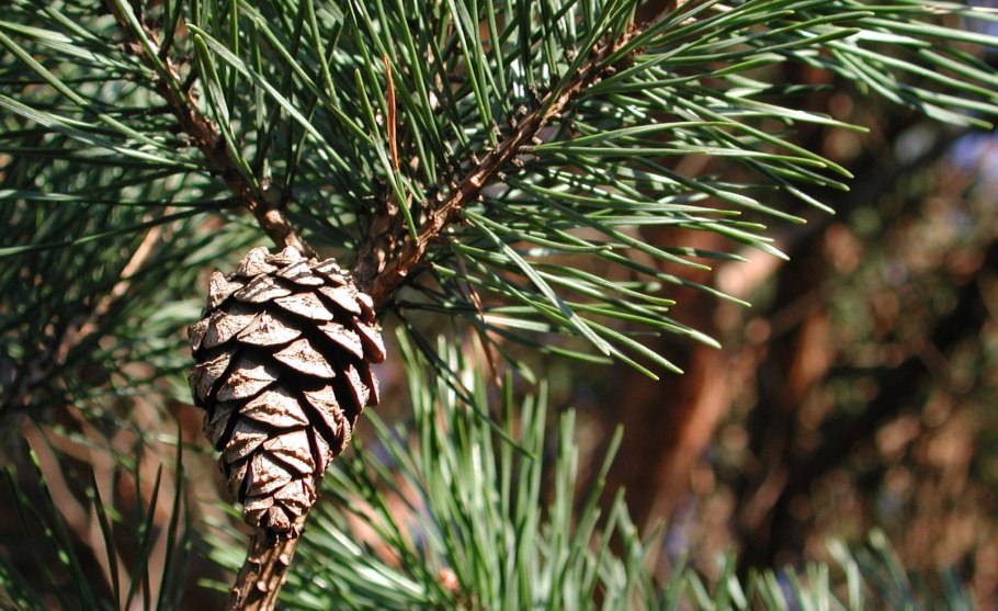 Сосна обыкновенная pinus sylvestris