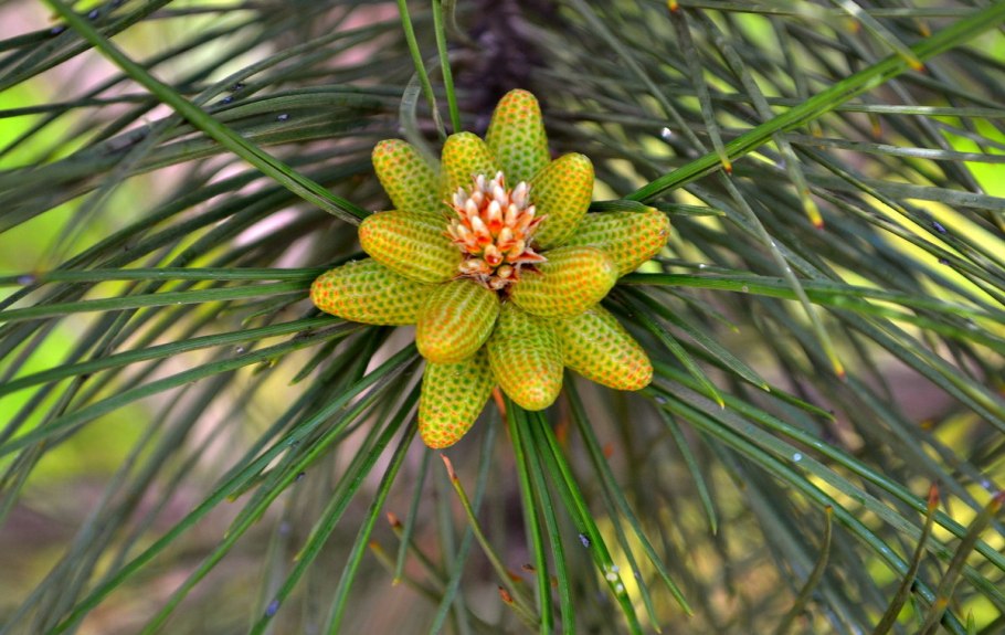 Сосна Тунберга шишки