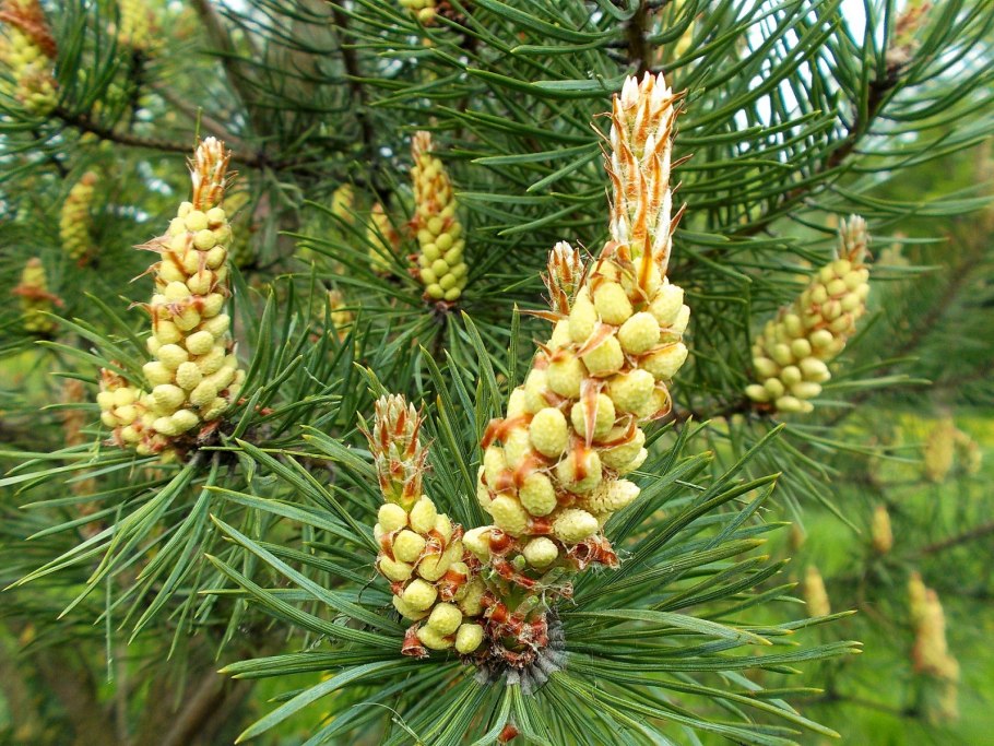 Пихта Аянская