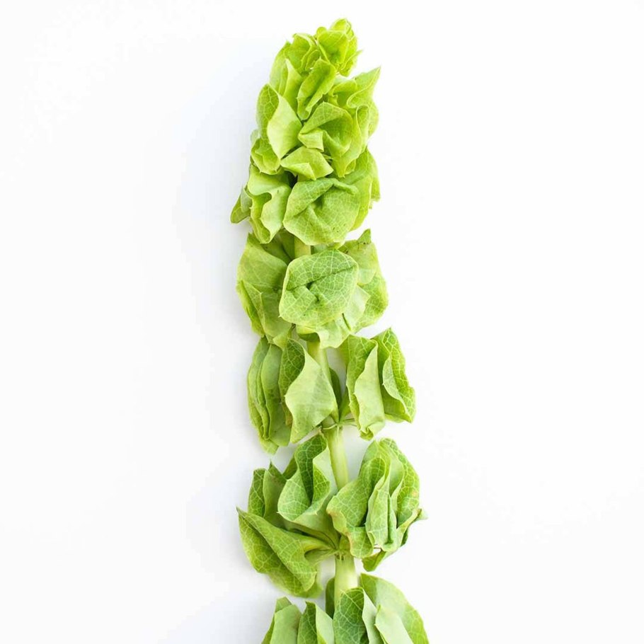 Молюцелла изумруд