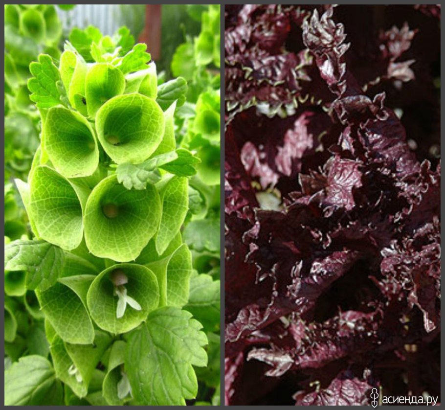 Молюцелла изумруд