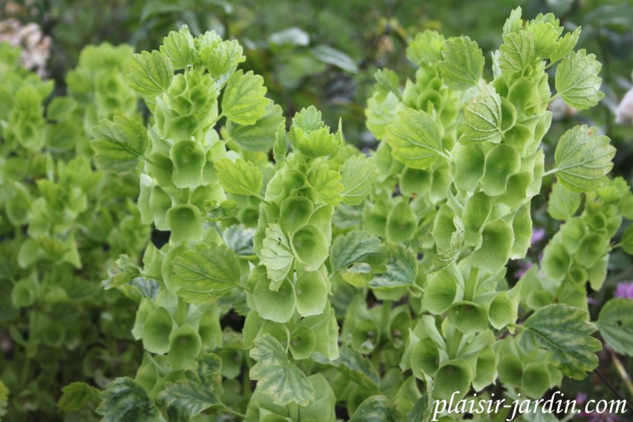 Молюцелла изумруд