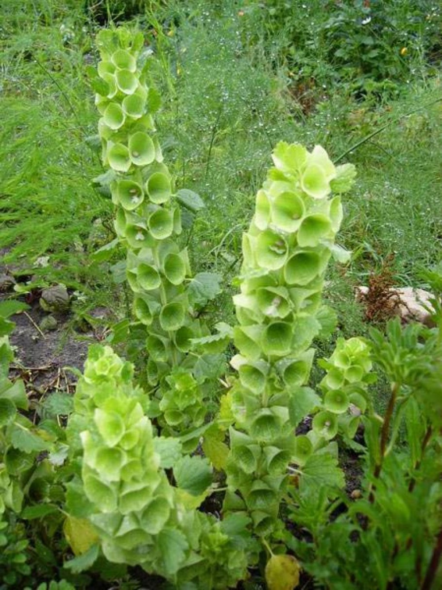 Молюцелла ирландские колокольчики