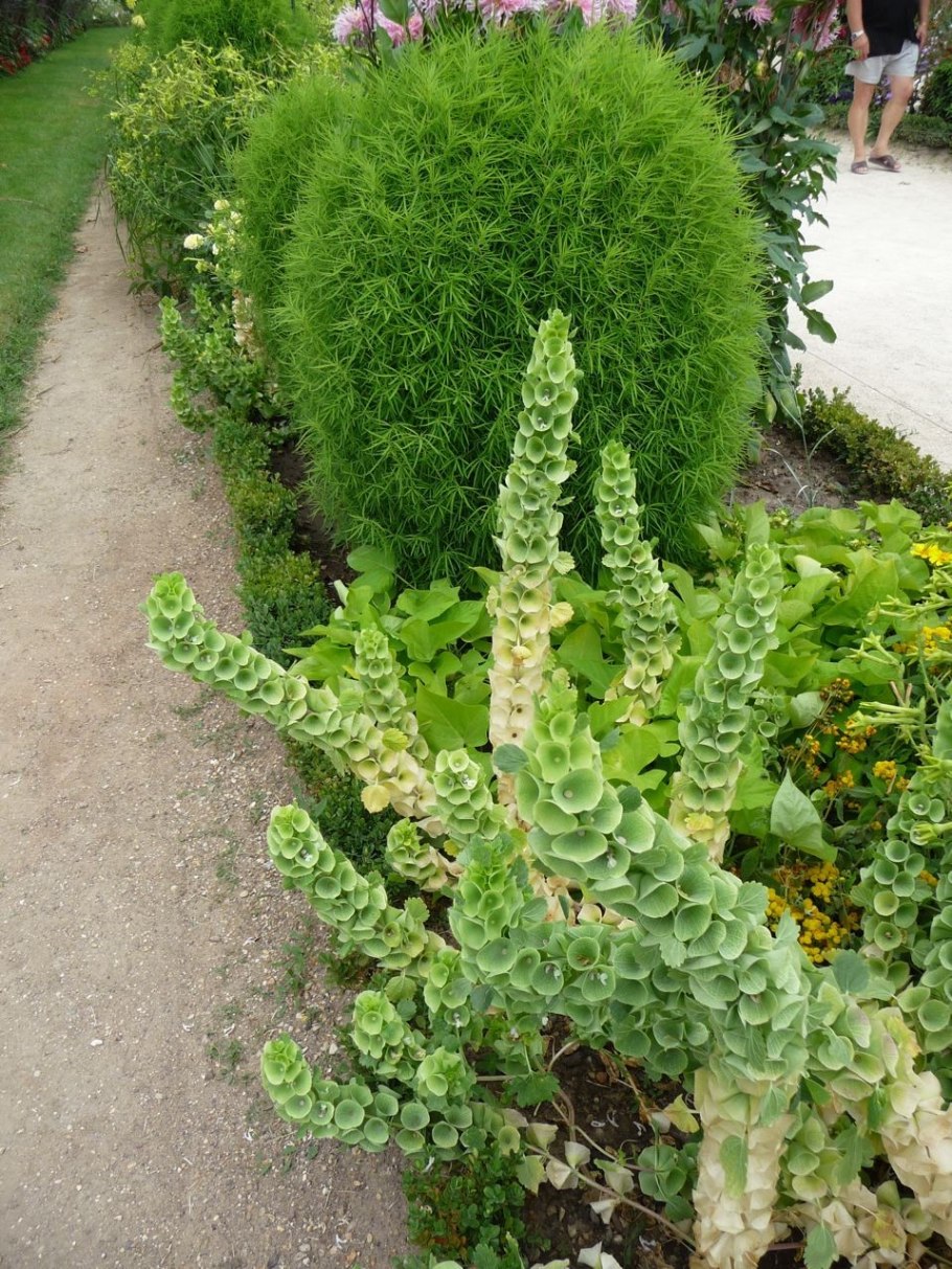 Молюцелла рассада