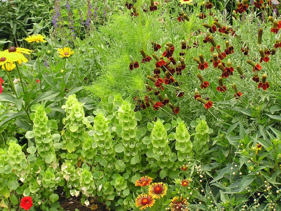 Молюцелла в ландшафтном дизайне