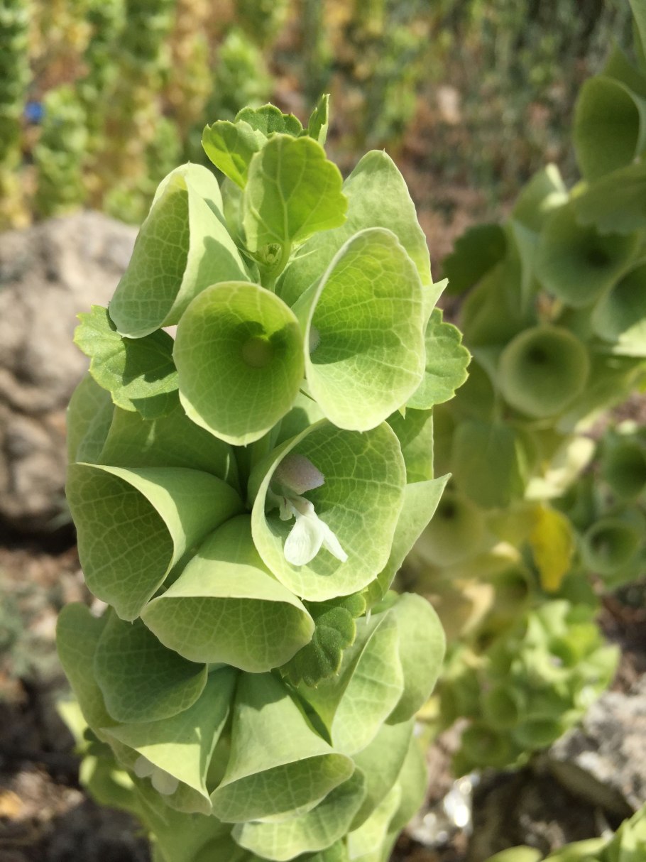 Bells of Ireland цветок