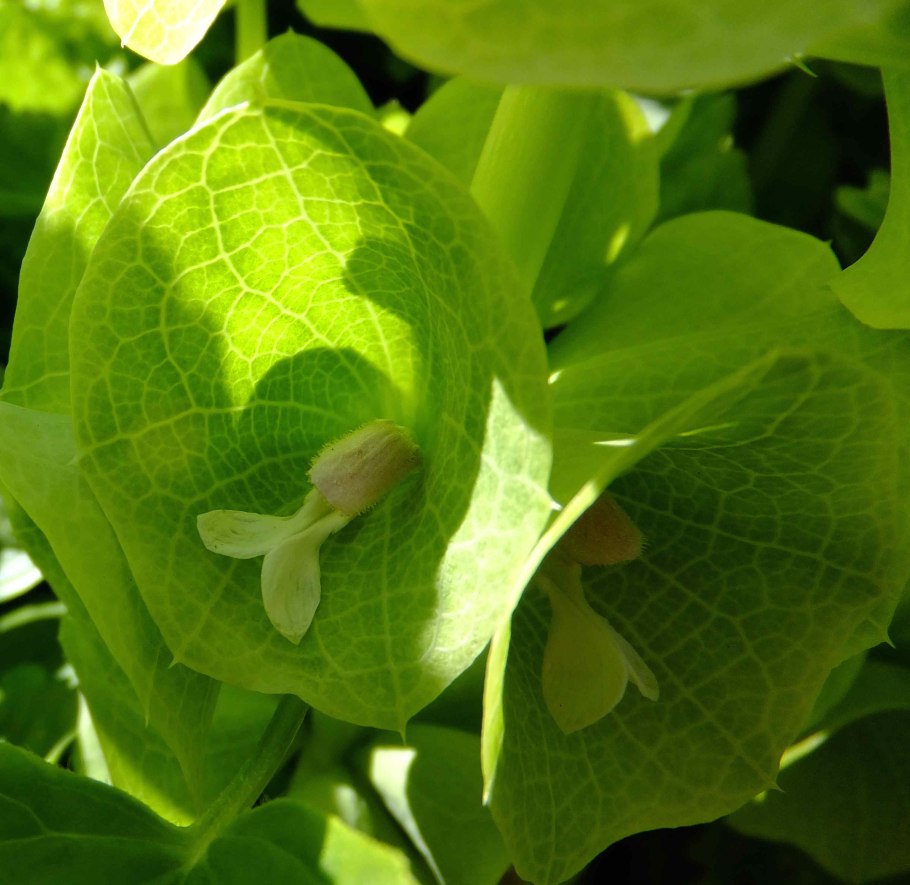 Молюцелла ирландские колокольчики