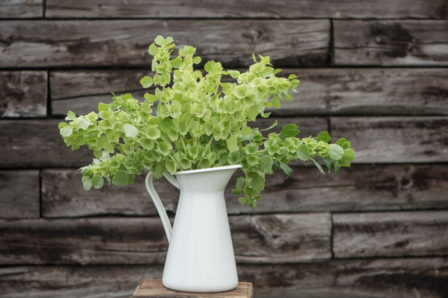 Молюцелла изумруд