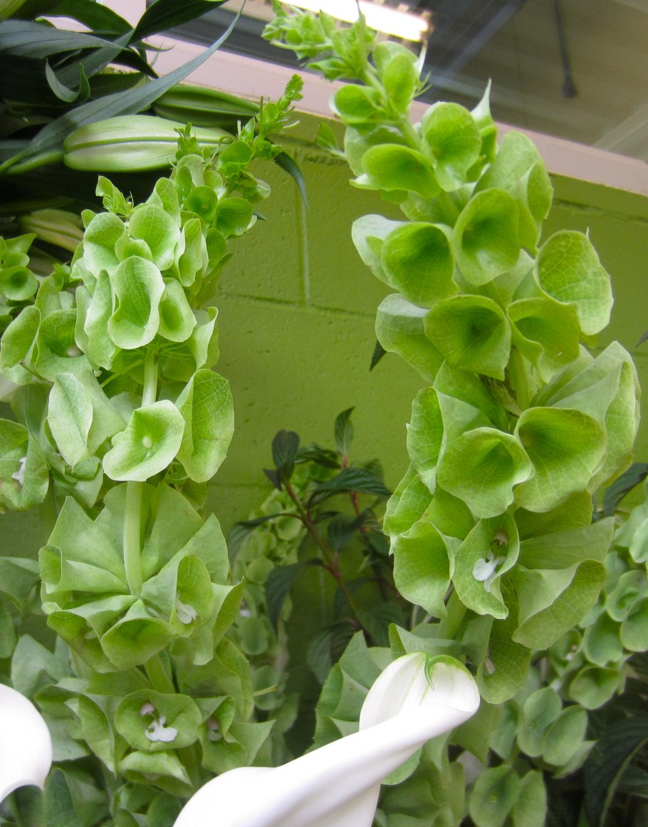 Moluccella laevis
