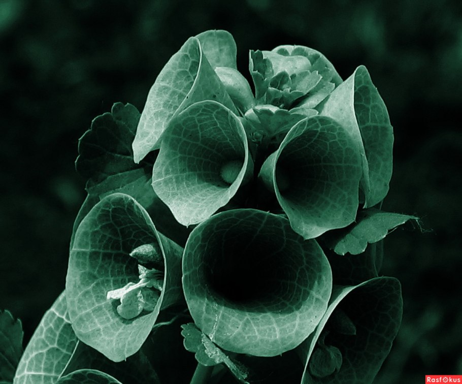 Молюцелла гладкая - Moluccella laevis