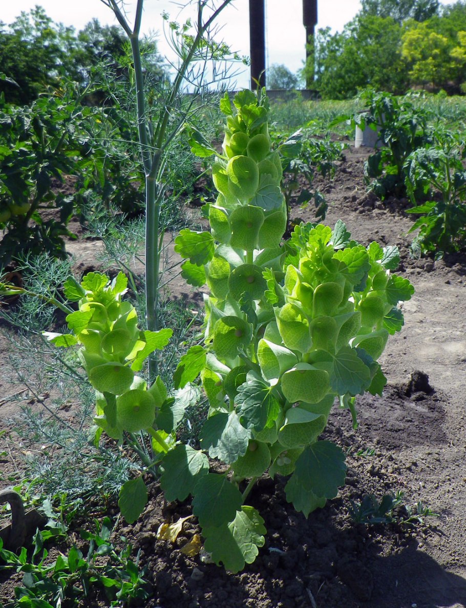 Молюцелла изумруд