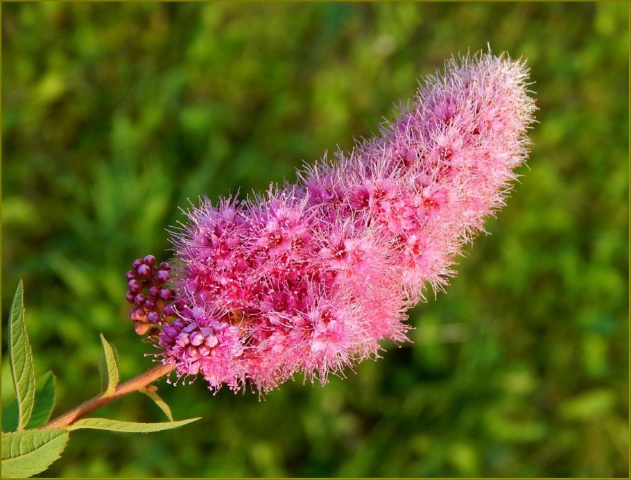 Розовый Пушистик спиреи
