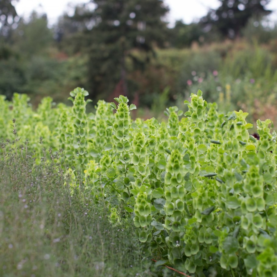 Молюцелла Энигма