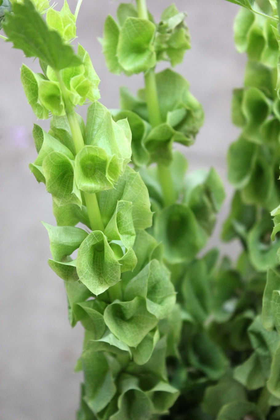 Молюцелла в ландшафтном дизайне