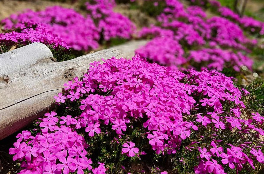 Барвинок камнеломка седум