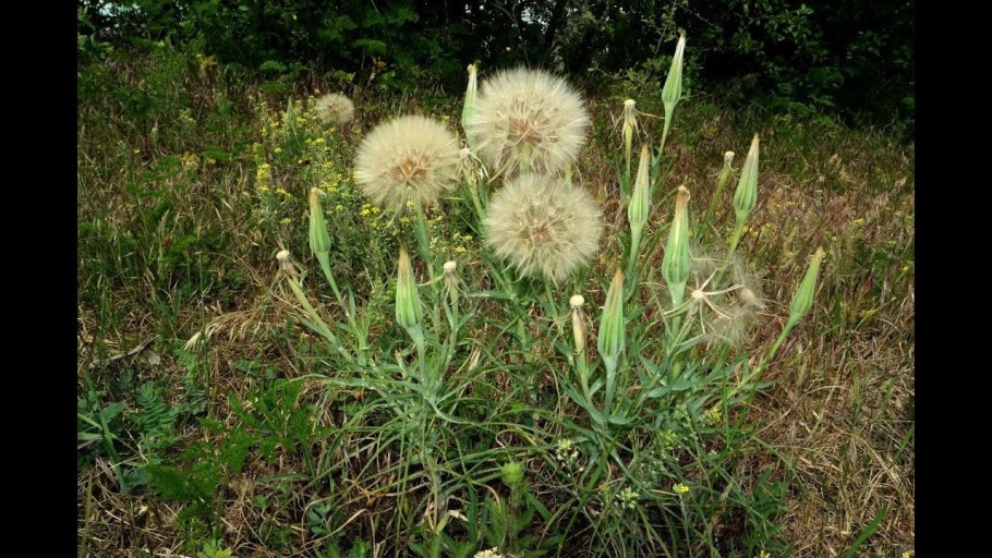 Козлобородник корень