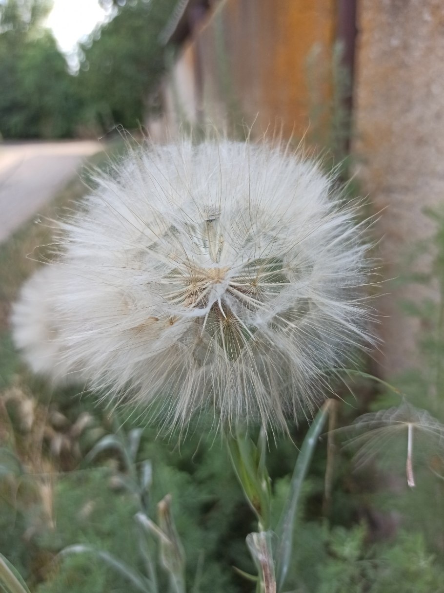 Одуванчик растение