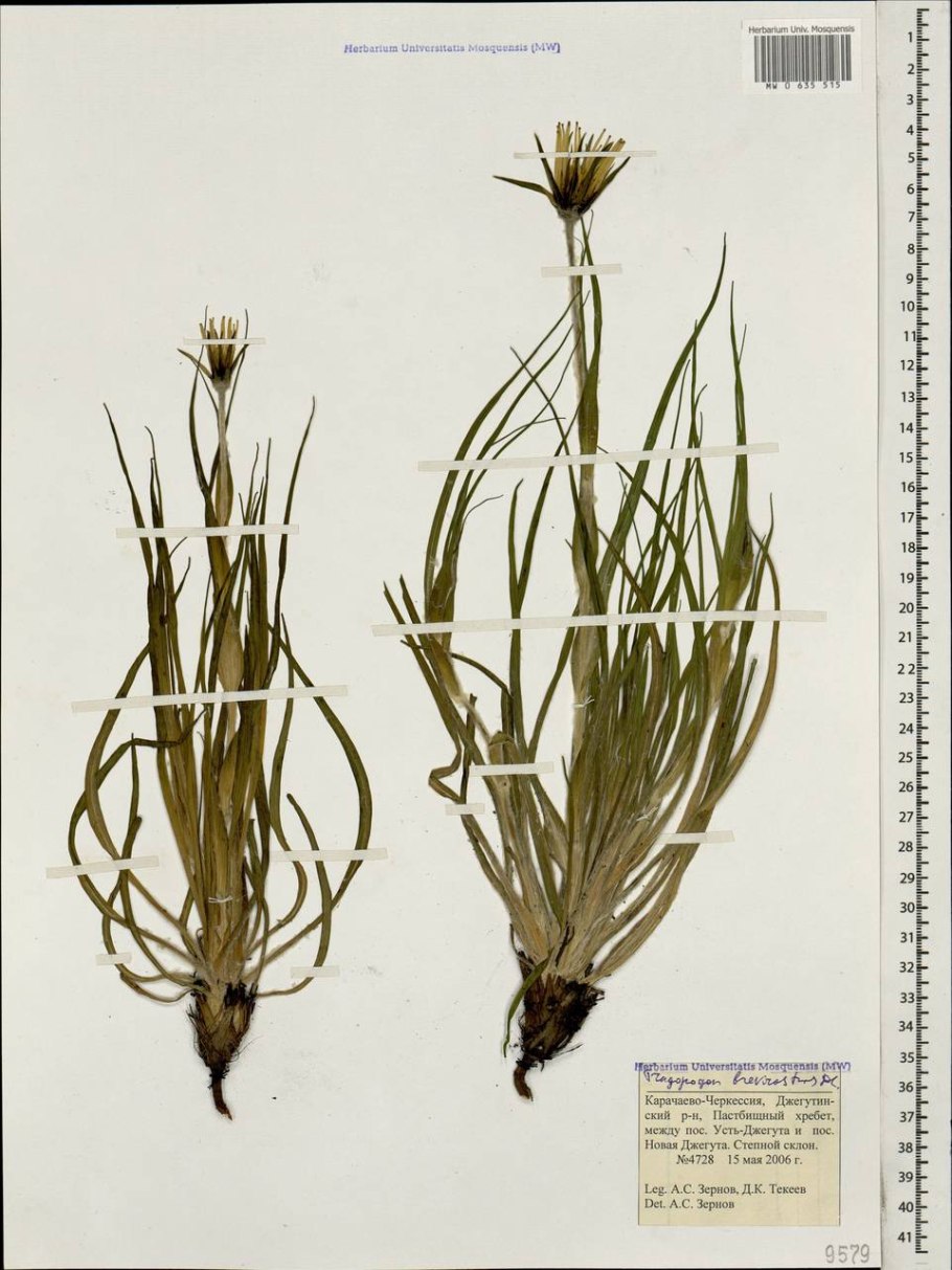 Козлобородник сибирский