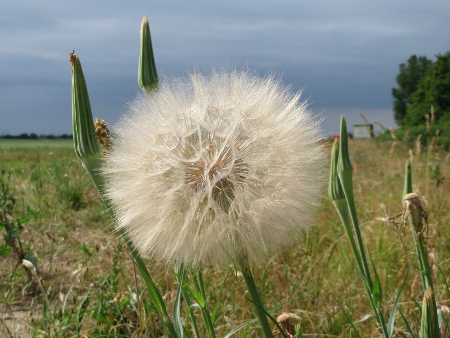 Козлобородник Луговой — Tragopogon pratensis l.