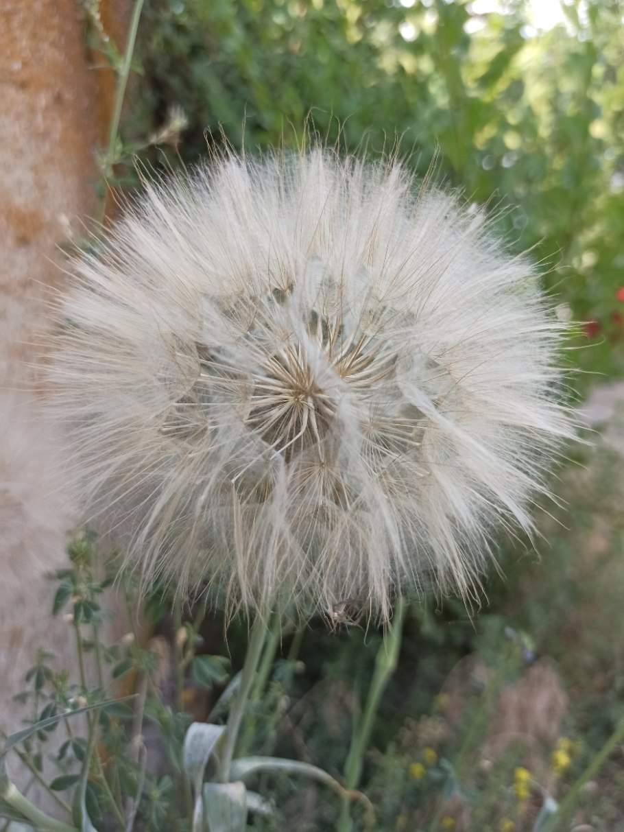 Козлобородник луговой