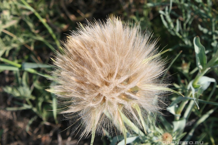 Tragopogon orientalis