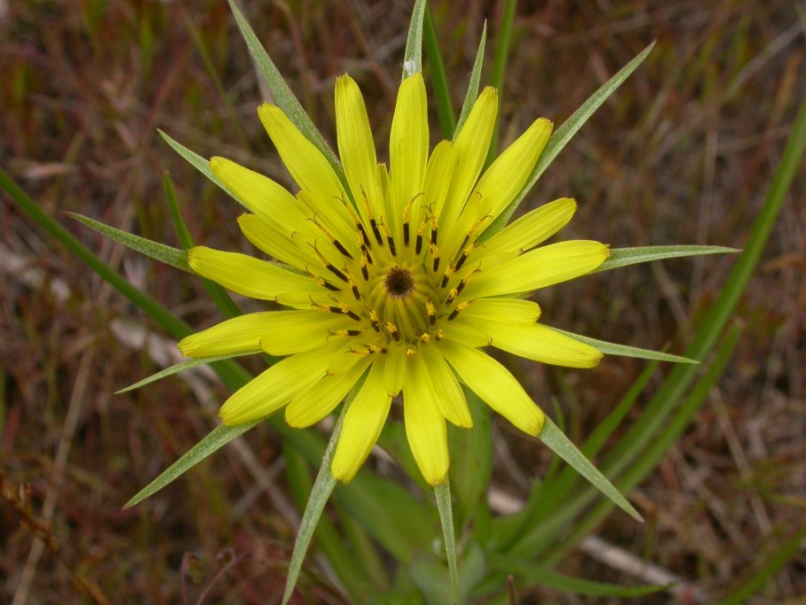 Tragopogon dubius