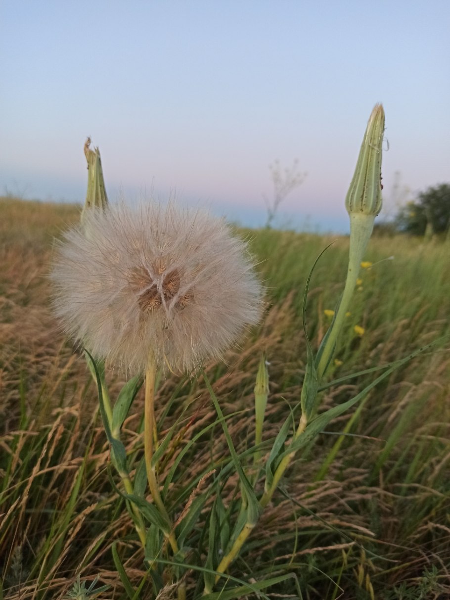 Одуванчик большой