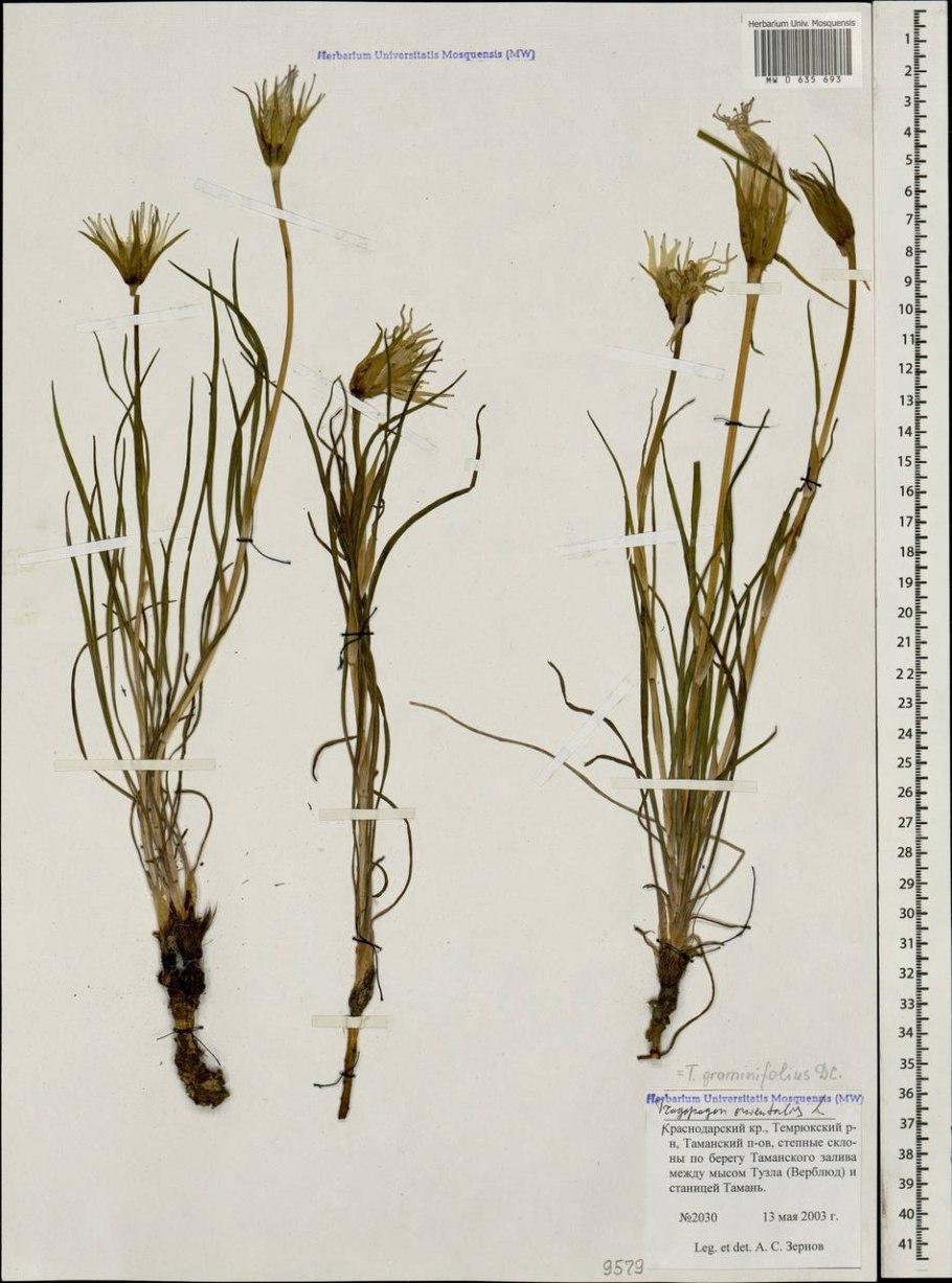 Carex supina