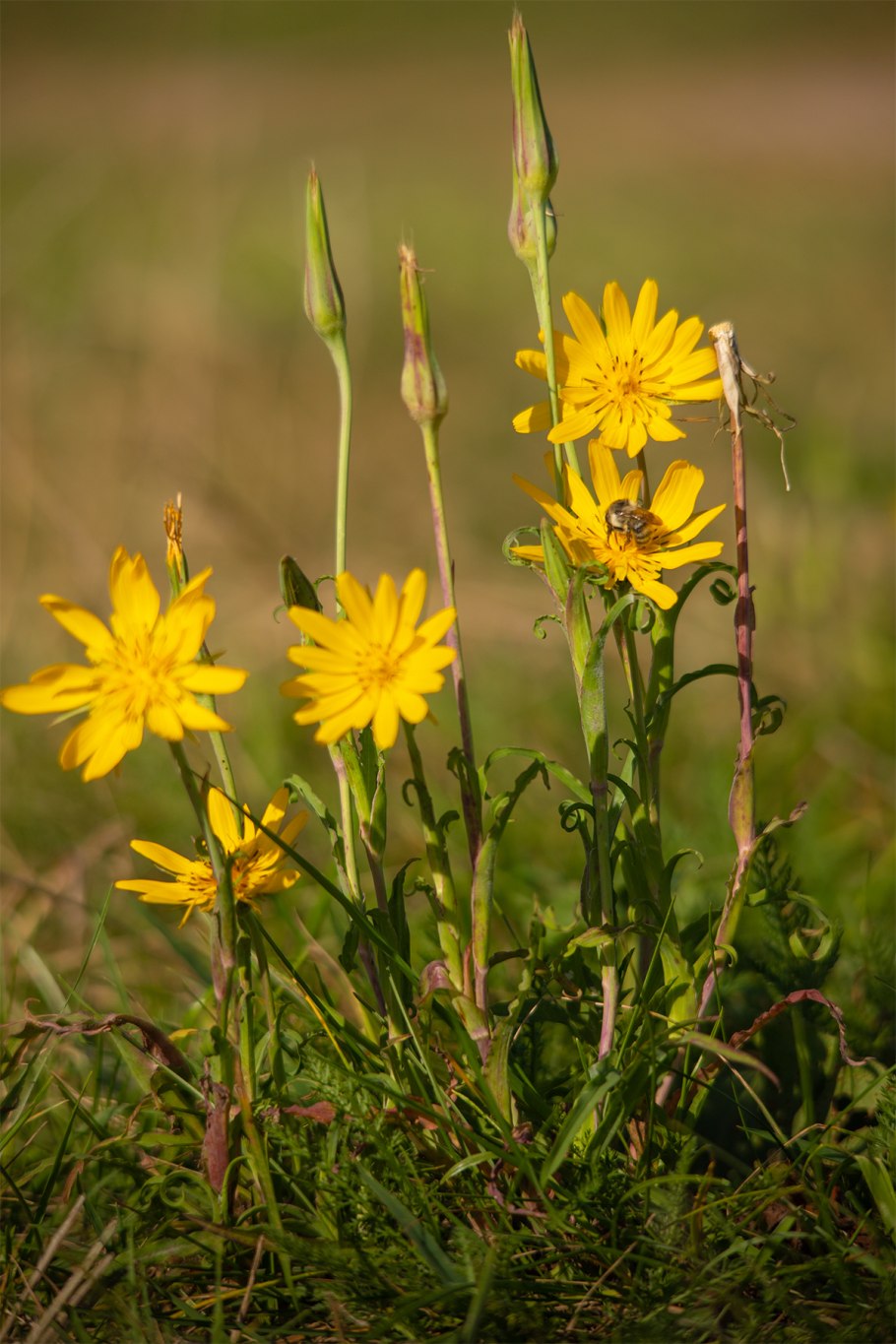Tragopogon pratensis