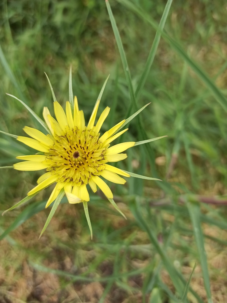 Козлобородник Луговой листья